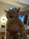 cat tongue out annoyed Slack emoji