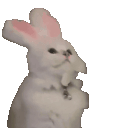 cat bunny headbang Slack emoji