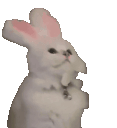 cat bunny headbang fast Slack emoji