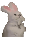 cat bunny headbang extremely fast Slack emoji