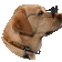 dog cool Slack emoji