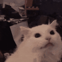 meow meme Slack emoji
