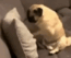 dog punching pillow Slack emoji