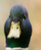 duck interested Slack emoji