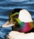 rainbow duck areukiddinme Slack emoji