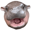 moo deng Slack emoji