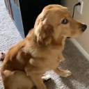 guilty golden Slack emoji