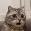 nekobikkurib Slack emoji